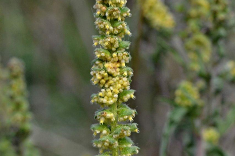 🌿 Ambrosia a Palina: Tichí nepriatelia alergikov v neskorom lete 🌿