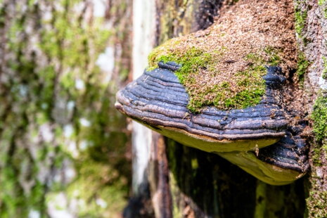 Čaga Sibírska: Zázračná Huba s Ohromnými Účinkami na Zdravie 🌲🍄